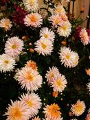 Chrysanthemum 'Esther' — Caherhurley Nursery image
