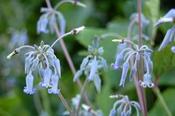 Clematis stans — Caherhurley Nursery