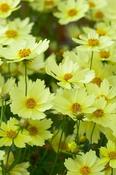 Coreopsis 'Full Moon' — Caherhurley Nursery image