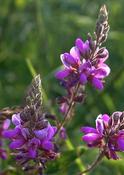 Desmodium canadense — Caherhurley Nursery image