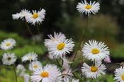Erigeron 'White Quakeress' — Caherhurley Nursery image