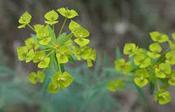Euphorbia seguieriana — Caherhurley Nursery image