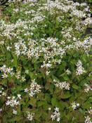 Eurybia divaricata — Caherhurley Nursery image