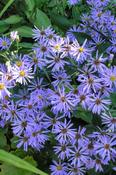 Eurybia macrophylla 'Twilight' — Caherhurley Nursery image