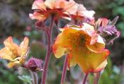 Geum 'Beech House Apricot' — Caherhurley Nursery