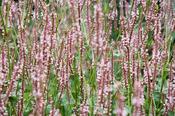 Bistorta amplexicaulis 'Rosea' — Caherhurley Nursery image