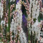 Actaea japonica 'Cheju-do' — Caherhurley Nursery image