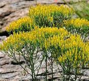 Bigelowia nuttallii — Caherhurley Nursery image