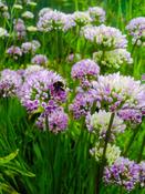 Allium senescens — Caherhurley Nursery