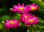 Anemone hupehensis japonica 'Prinz Heinrich' — Caherhurley Nursery image