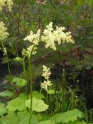 Astilboides tabularis — Caherhurley Nursery image