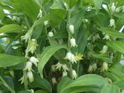 Disporopsis pernyi — Caherhurley Nursery image