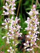 Francoa sonchifolia — Caherhurley Nursery image