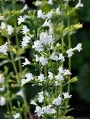 Calamintha nepeta glandulosa 'White Cloud' — Caherhurley Nursery image