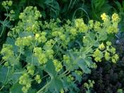 Alchemilla fulgens — Caherhurley Nursery image