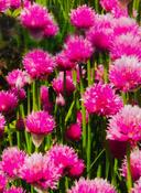 Allium schoenoprasum 'Forescate' — Caherhurley Nursery