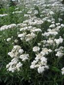 Anaphalis transnokoensis — Caherhurley Nursery image