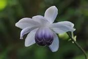 Anemonopsis macrophylla — Caherhurley Nursery