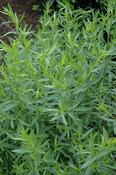 Artemisia dracunculus, french — Caherhurley Nursery image
