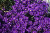 Aster amellus 'Veilchenkönigin' — Caherhurley Nursery