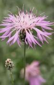Centaurea bella — Caherhurley Nursery