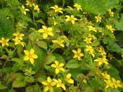 Chrysogonum virginianum — Caherhurley Nursery image