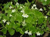 Cymbalaria aequitriloba 'Alba' — Caherhurley Nursery image