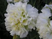 Dianthus 'Mrs. Sinkins' — Caherhurley Nursery image