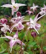 Epimedium 'Akebono' — Caherhurley Nursery