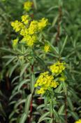 Euphorbia 'Excalibur' — Caherhurley Nursery image