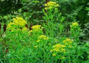 Euphorbia palustris 'Walenburg's Glorie' — Caherhurley Nursery image