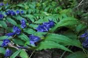 Gentiana asclepiadea — Caherhurley Nursery