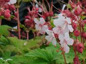 Geranium macrorrhizum 'Spessart' — Caherhurley Nursery image