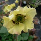 Geum 'Lionel Cox' — Caherhurley Nursery image