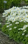 Anemone sylvestris — Caherhurley Nursery