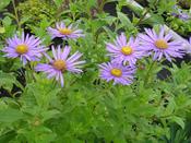Aster x frikartii 'Mönch' — Caherhurley Nursery