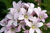 Campanula lactiflora 'Loddon Anna' — Caherhurley Nursery image