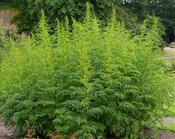 Datisca cannabina — Caherhurley Nursery image