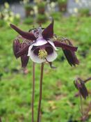 Aquilegia vulgaris 'William Guiness' — Caherhurley Nursery image