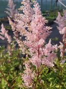 Astilbe 'Hennie Graafland' — Caherhurley Nursery image