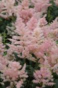 Astilbe x rosea 'Peach Blossom' — Caherhurley Nursery
