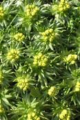 Azorella trifurcata 'Nana' — Caherhurley Nursery image