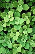 Ballota 'All Hallow's Green' — Caherhurley Nursery