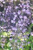 Calamintha nepeta nepeta 'Blue Cloud' — Caherhurley Nursery image