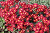 Chrysanthemum 'Winning's Red' — Caherhurley Nursery image