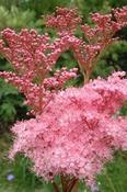 Filipendula rubra 'Venusta' — Caherhurley Nursery image