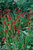 Bistorta milletii — Caherhurley Nursery image