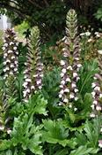 Acanthus mollis — Caherhurley Nursery image