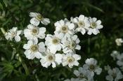 Achillea cartilaginea 'Silver Spray' — Caherhurley Nursery image