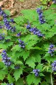 Ajuga incisa 'Blue Enigma' — Caherhurley Nursery